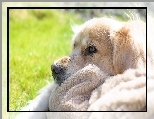 Piesek, Kocyk, Golden Retriever